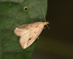 Luceria striata