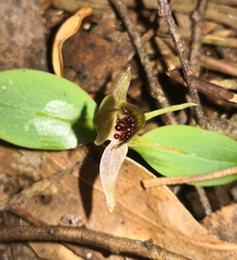 Chiloglottis grammata
