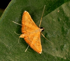 Mabra nigriscripta