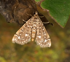 Metoeca nymphulalis