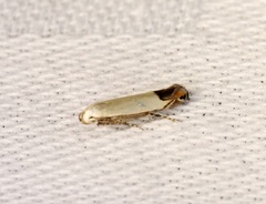 Proleucoptera