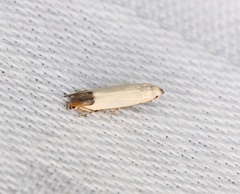 Proleucoptera