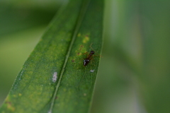 Prenolepis