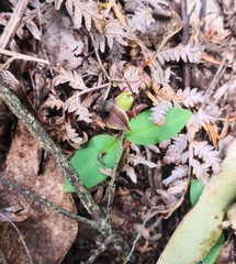 Chiloglottis grammata