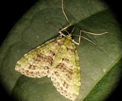 Sauris purpurotincta