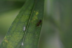 Prenolepis