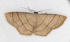 Scopula mecysma