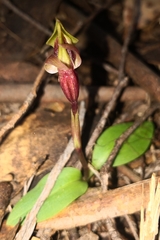 Chiloglottis grammata