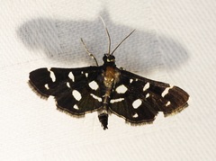 Bocchoris inspersalis
