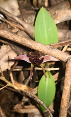 Chiloglottis grammata