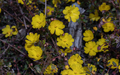 Hibbertia appressa
