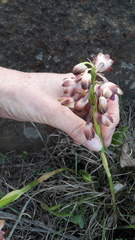 Eulophia aculeata huttonii