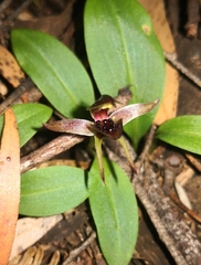 Chiloglottis grammata