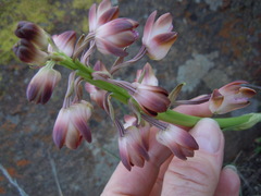 Eulophia aculeata huttonii