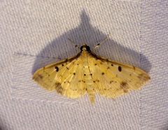 Herpetogramma cynaralis
