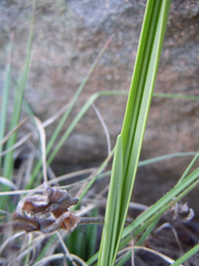 Eulophia aculeata huttonii