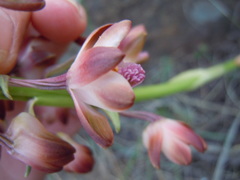Eulophia aculeata huttonii