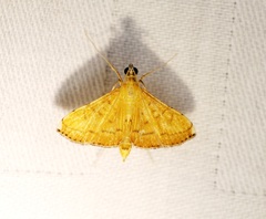 Mabra nigriscripta