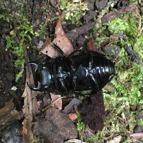 Aegus tutuilensis · iNaturalist