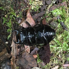 Aegus tutuilensis
