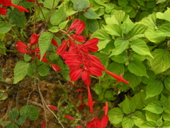 Salvia splendens
