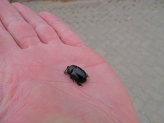 Temnorhynchus retusus