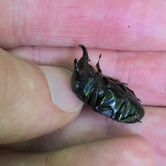 Aegus tutuilensis