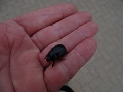 Temnorhynchus retusus