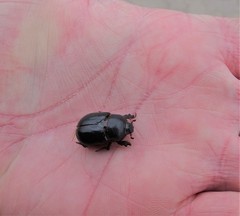 Temnorhynchus retusus