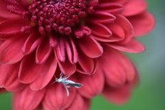 Schreckensteinioidea