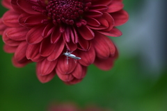 Schreckensteinioidea