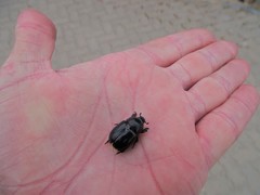 Temnorhynchus retusus