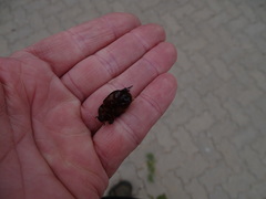 Temnorhynchus retusus