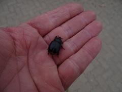 Temnorhynchus retusus