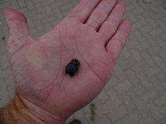 Temnorhynchus retusus