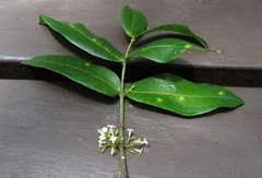 Melodinus australis
