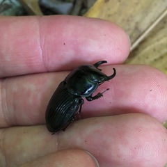 Aegus tutuilensis