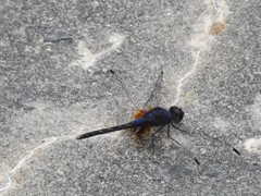 Trithemis festiva