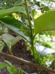 Mimoides ilus branchus