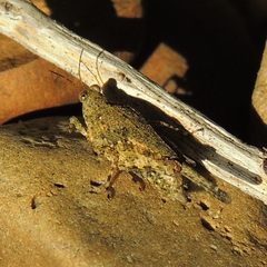 Paratettix cucullatus