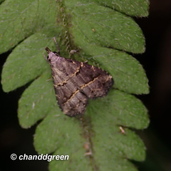 Schrankia bilineata