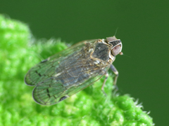 Hyalesthes