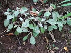 Antennaria parlinii fallax