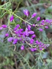 Comesperma ericinum