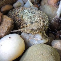 Paratettix cucullatus