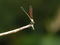 Euphaea ochracea