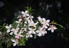 Cyanothamnus anemonifolius