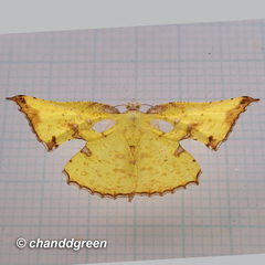 Corymica arnearia
