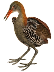 Snoring Rail photo 2