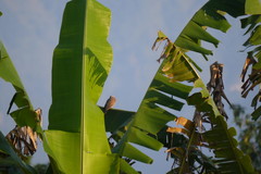 Streptopelia tranquebarica